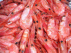 oslo_shrimp.jpg