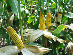 corn ears.jpg