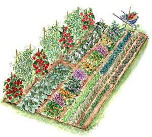 veggie_garden_plan.jpg