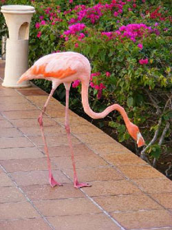 resident-flamingo.jpg