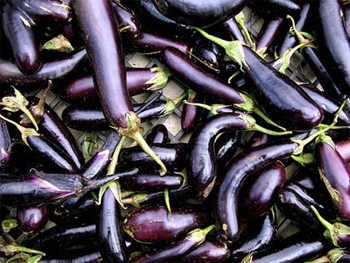 melanzana-eggplant