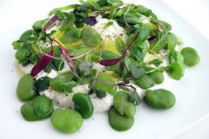 Fresh Ricotta with Olive Oil, Fava Beans, and Herbs