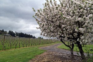 Oregon in Bloom
