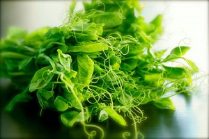 How to Buy, Store and Cook with Pea Shoots