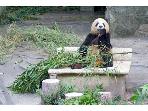 China006