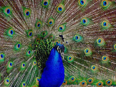 peacock