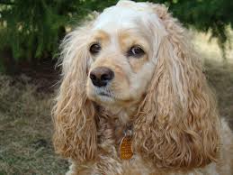 cockerspaniel