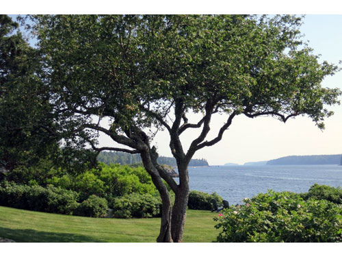 maine11