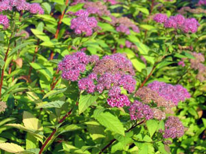 spirea2.jpg