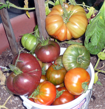 bumpercrop