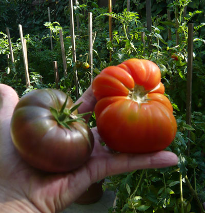 bumpercrop2
