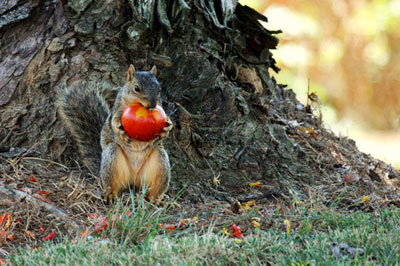 squirrel tomatoes 2