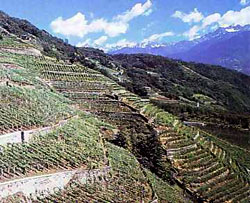 vignetivaltellina.jpg