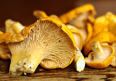 Golden-Chanterelles