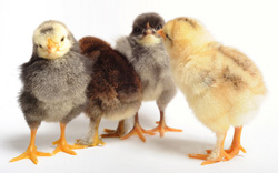 baby-chicks.jpg