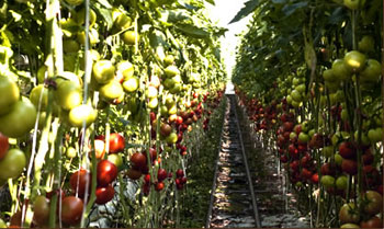backyardfarms