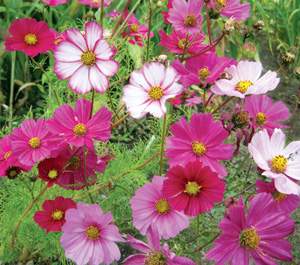cosmos