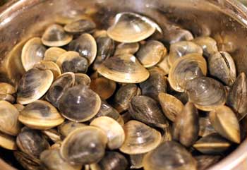 quahogclams.jpg