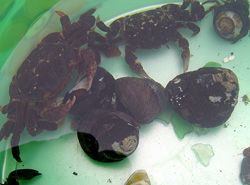 seaglass_crabs.jpg