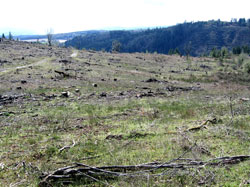 vineyard.jpg