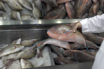 saudifish.jpg