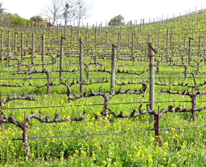 benzigerfamilywineryvineyard.jpg