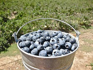 blueberrybucket.jpg
