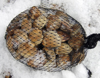 clamsgrill.jpg