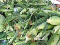 corn.jpg