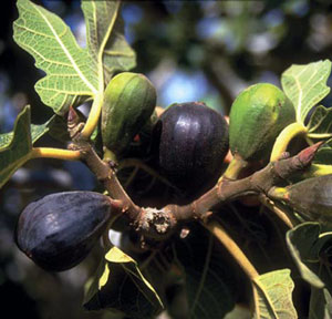 figtree.jpg