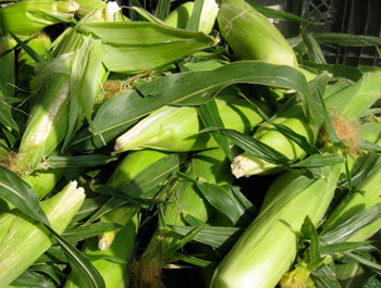 newcorn