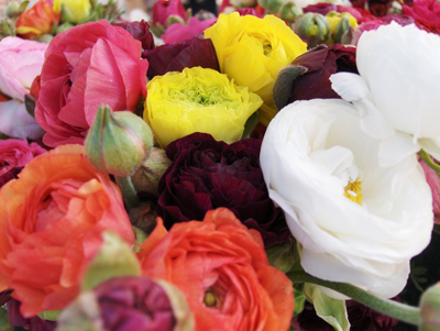 ranaculus