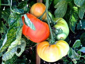 summertomatos