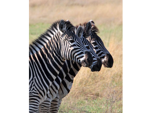 Africa06