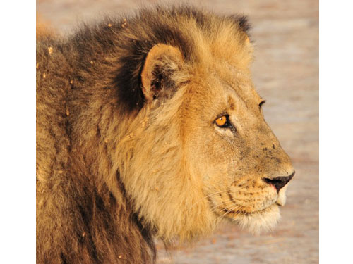 Africa08