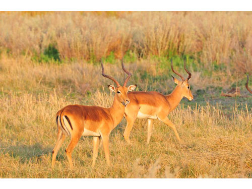 Africa12