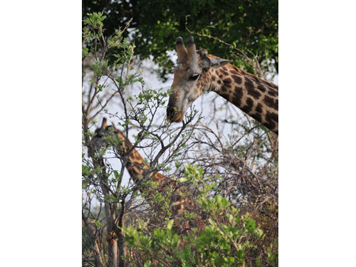 Africa14