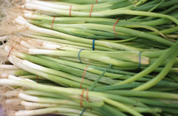 spring_onion.jpg