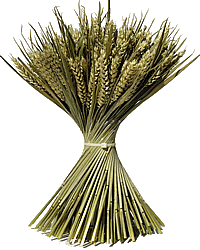 wheatsheave.gif