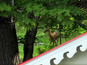 bambi-300x225.jpg