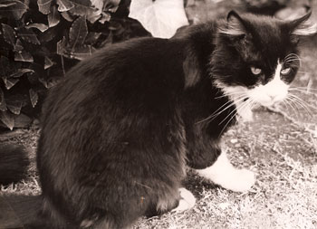 freddecat
