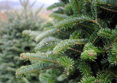 pinetree