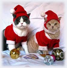 xmascats.jpg