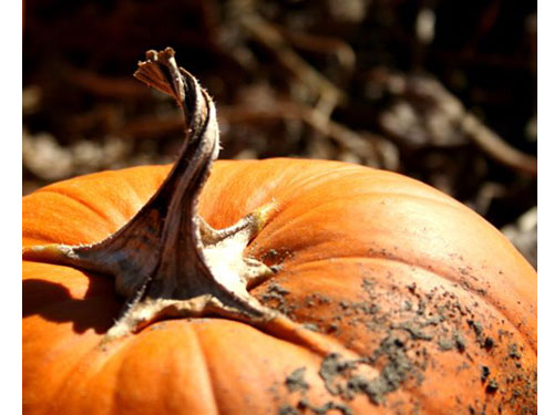 pumpkin harvest