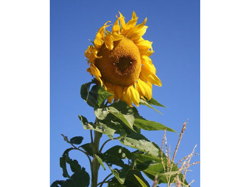 Harvest b