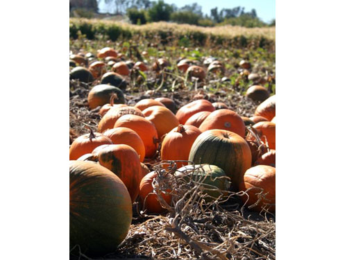 Harvest d