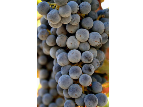 Harvest f