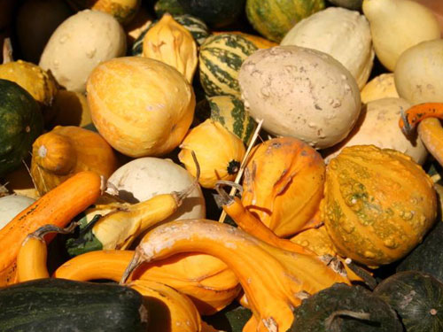 Harvest g