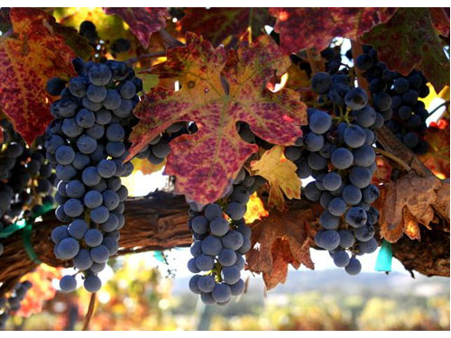 Harvest i