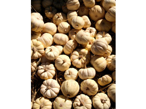 Harvest j